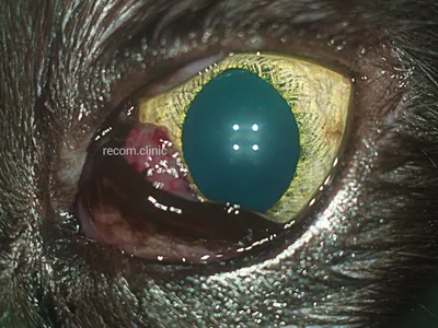 Меланома - образование на веке у собак | Лечение в клинике ZooVision Спб