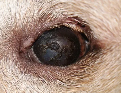 Болезни глаз у собак
