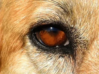 Ветеринарная клиника \"Илбирс\" on Instagram: \"🐶Аденома (пролапс) третьего  века у собак- данный симптом характеризуется появлением в области  медиального угла глазной щели округлого или продолговатого образования.  3️⃣Третье веко-одна из важнейших ...