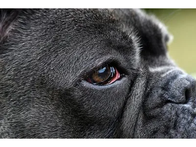 Третье веко у собаки: выпадение, воспаление и другие патологии, как их  лечить?