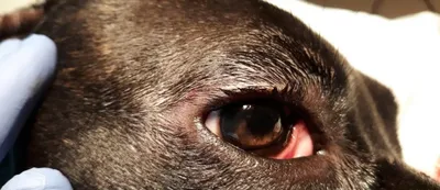 Новообразования мейбомиевых желез у собак - ветеринарная офтальмология Реком