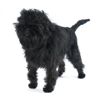 Аффенпинчер: фото, описание породы, характер собаки | Royal Canin