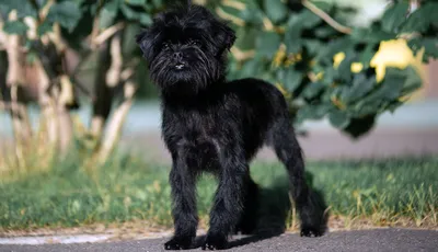 Аффенпинчер: фото и видео, полное описание породы, цены | Affenpinscher  dog, Dog breeds that dont shed, Affenpinscher puppy