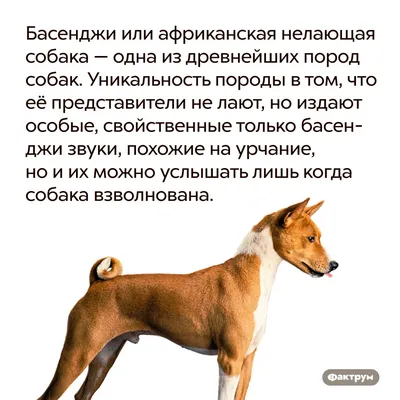 Басенджи или африканская нелающая собака — одна из древнейших пород собак