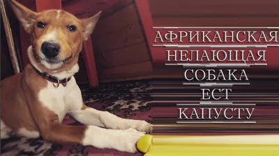 Басенджи порода собаки ОТ и ДО | Альбина Черняева | Дзен