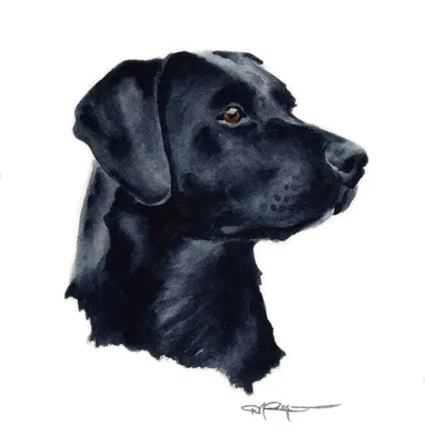 Забавная круглая черная собака …» — создано в Шедевруме