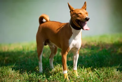 африканская собака одичалая Стоковое Изображение - изображение  насчитывающей ангстрома, звероловство: 14080711