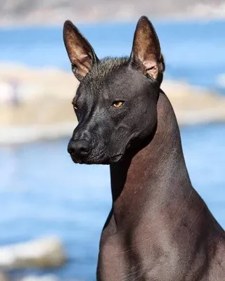 Маленькая черная собака порода (55 фото) | Щенки лабрадора, Лабрадор собаки,  Черные собаки