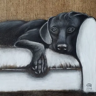 Черная собака рисунок - 58 фото