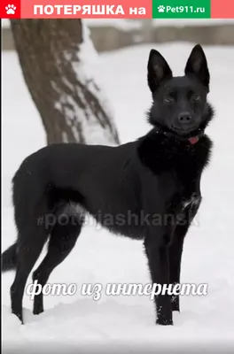 Найдена черная собака в Шатуре, ищет хозяина. | Pet911.ru