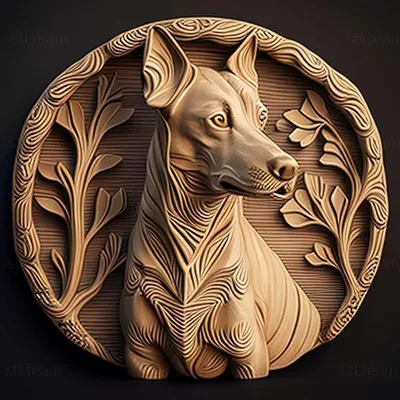 Африканская лысая собака - 45 фото