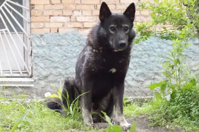 Найдена черная собака с ошейником 40502 в Новосибирске | Pet911.ru