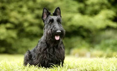 Собака Черная Немецкий - Бесплатное фото на Pixabay - Pixabay