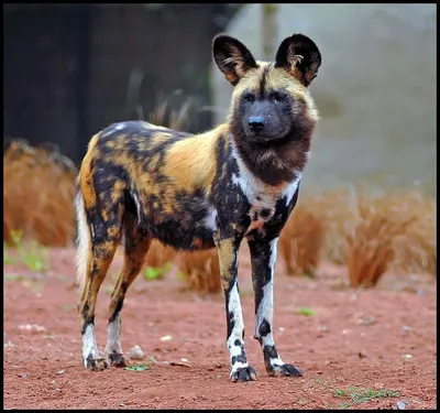 Африканская Собака Басенджи — стоковые фотографии и другие картинки  Басенджи - Басенджи, В помещении, Весёлый - iStock