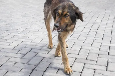 В Домодедово, Городок-15 пропала черная собака без породы | Пикабу