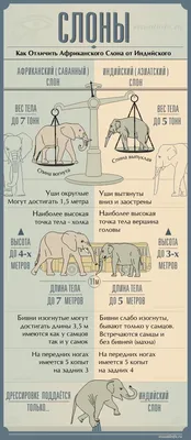 Сравнение Индийского и Африканского слона - Фрилансер Павел Бородин  PavelYar - Портфолио - Работа #1210582