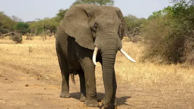 Индийский слон Африканский слон Туск Дикая природа, слон, млекопитающее,  животные, живая природа png | PNGWing