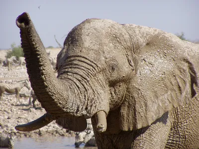 Индийский слон Африканский слон Животное Elephantidae Дикая природа,  детская фотография, млекопитающее, ребенок, другие png | PNGWing