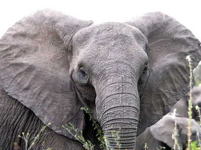 Индийский слон Африканский слон слон Elephantidae, семья слонов,  млекопитающее, другие, фауна png | PNGWing