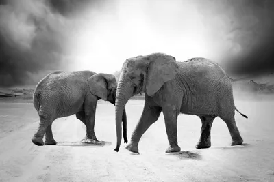 Индийский слон, Африканский слон, Борнео слон, Карликовый слон, Азиатский  слон, Дикая природа, Бивень, Морда, Африканский слон, азиатский слон,  борнео слон png | PNGWing