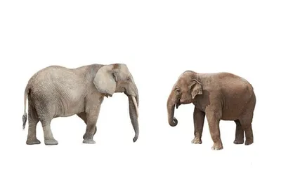 Какая разница между Индийским и Африканским слоном? Кто опаснее, Африканский  или Индийский слон? - YouTube