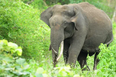 Чем отличается индийский слон от африканского | Кошечка нейрошечка | Дзен