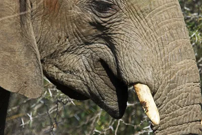 Слон, Индийский слон, Африканский слон, Носорог, Северный жираф, Животное,  Дикая природа, Слоны png | Klipartz