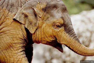 С нами интересно - Сколько весит слон Интересовало ли вас когда-нибудь,  сколько весит слон? Чтобы ответить на этот вопрос, важно учесть множество  факторов. Необходимо помнить о том, что слоны за сутки употребляют