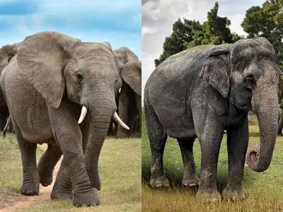Африканский слон Индийский слон, Слон, млекопитающее, животные, фауна png |  PNGWing