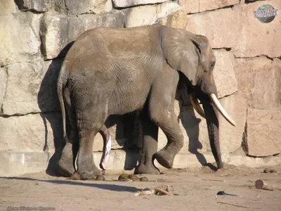 Индийский слон Африканский слон Слоны Бумага Оригами, слоны, кухня,  млекопитающее, животные png | Klipartz
