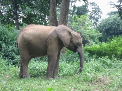 Африканский изолированный слон | Премиум PSD Файл