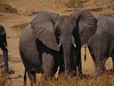 Цирк, Африканский слон, Азиатский слон, Слоновая кость, Индийский слон,  Живая природа, Бивень, Морда, Африканский слон, азиатский слон, цирк png |  PNGWing