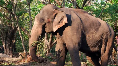 Фигурка животного Слон Индийский Derri Animals 19128465 купить за 110 800  сум в интернет-магазине Wildberries