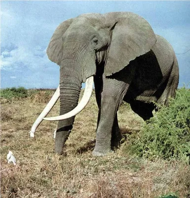 Фотообои \"Индийский слон\" - купить в интернет-магазине Ink-project с  быстрой доставкой