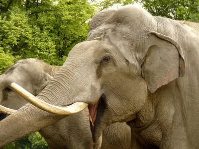 Чем отличается слон африканский от индийского? | ANIMAL LIBRARY