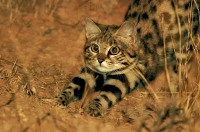 Африканская степная кошка | Cat's Best | Дзен