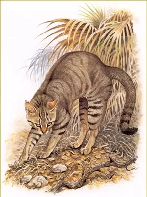 Африканский пустынный кот, красиво, …» — создано в Шедевруме