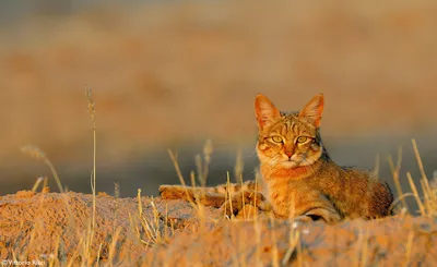 Африканский золотой кот (Алла Богаева) / Стихи.ру