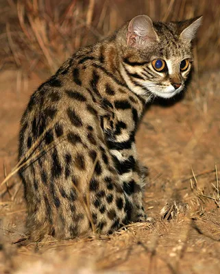 Каракет) почти как каракал) африканский кот с рязанской рожей) | Сообщество  «Домашние и дикие животные» | Для мам