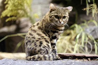 Африканский кот сервал - 73 фото