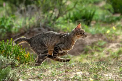 африканский кот одичалый стоковое изображение. изображение насчитывающей  запачканный - 129565669