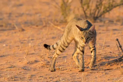 Все об африканской серваловой кошке | КотоВедение | Дзен