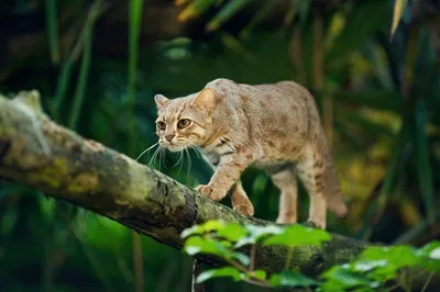 африканская кошка генетта купить за 2500 руб. на hady.ru