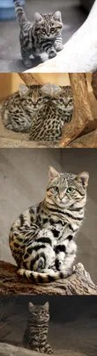 Африканский Дикий Кот — стоковые фотографии и другие картинки Африканский  дикий кот - Африканский дикий кот, Африка, Без людей - iStock