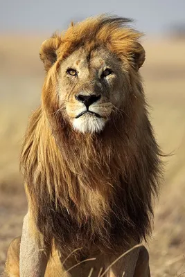 Африканский лев | Пикабу