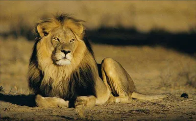 Африканский лев :: Владимир Габов – Социальная сеть ФотоКто