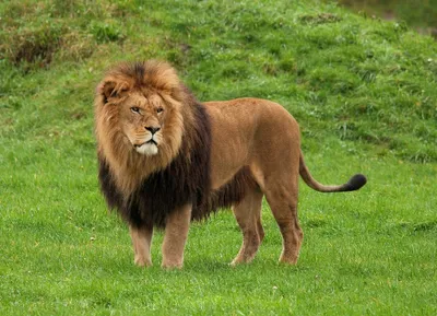 Есть ли враги у Африканского Льва? | GoodMan | Дзен