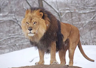 Тощий африканский лев с амбой …» — создано в Шедевруме