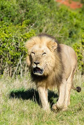 Африканский Лев (Panthera Leo) Портрет. Животное В Дикой Природе  Фотография, картинки, изображения и сток-фотография без роялти. Image  11329909