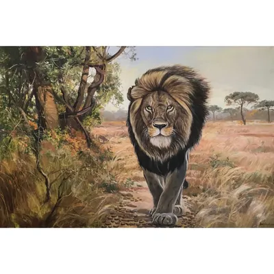 Африканский Лев В Национальном Парке Южной Африки Фотография, картинки,  изображения и сток-фотография без роялти. Image 59736012